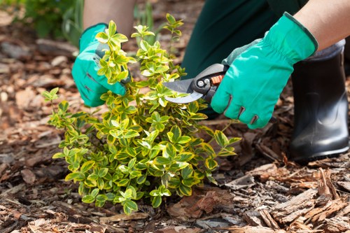 Professional emergency tree surgeons serving residential and commercial sites in Honoroak